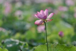 The pink lotus blossoms in summer