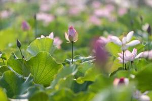 Loto rosa y hojas de loto verde en el estanque de lotos en el campo