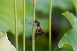 The lotus's Lotus pole holds the animals photo