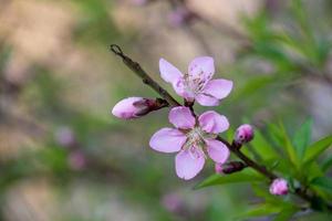 Close up of red peach blossom photo