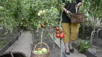 de vrouw verzamelt de oogst van tomaten in de mand. video