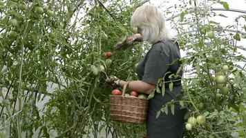 Ripe tomatoes in a greenhouse. A woman harvests tomatoes in a basket.