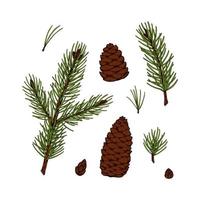 Set of hand drawn fir tree branches and cones in colored sketch style isolated on white background. Christmas and New Year decor element vector