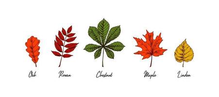 Hand drawn chestnut, oak, rowan, maple, linden autumn leaves isolated on white background. Vector illustration. Realistic colored sketch