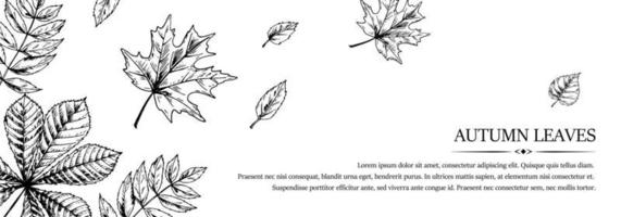 Hand drawn autumn horizontal banner with falling leaves. Vector illustration in sketch style isolated on white. Space for text