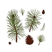 Set of pine tree decor elements in colored sketch style isolated on white background. Vector illustration of fir branches and cones Christmas and New Year decoration