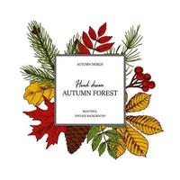 Hand drawn square autumn botanical frame with leaves, cone, fir tree branch and berries. Vector illustration in colored sketch style isolated on white. Realistic forest design elements Space for text