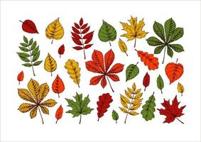 Set of hand drawn autumn leaves including chestnut, oak, rowan, maple and linden isolated on white background. Vector illustration. Realistic colored sketch