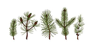 Set of hand drawn evergreen plants in colored sketch style isolated on white background. Vector illustration of pine, fir tree, larch, Christmas tree branches. Christmas and New Year decor element