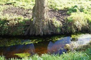 The bog of Ruebke nature reserve photo