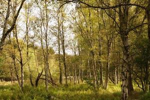 The bog of Ruebke nature reserve photo