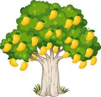 Yellow mango tree isolated on white background vector