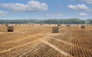campo cosechado con fardos de paja. foto