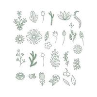 Flowers drawn minimalistic flowers collection vector