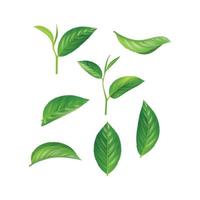 Green leaves set plants natural aromatic herbs realistic collection leaves vector