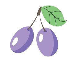 Two ripe plums with a leaf. Ripe berry, lilac plum. Food drawn in a vector by hand