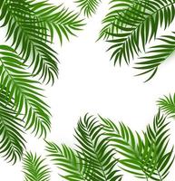 Beautiful Palm Tree Leaf  Silhouette Background Vector Illustration