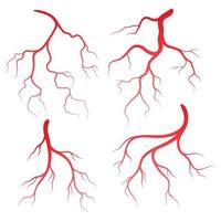 Human veins and arteries illustration vector