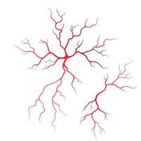 ilustración de venas y arterias humanas vector