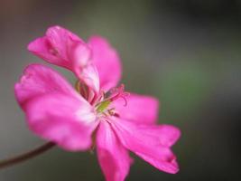 Pink geranium flower selective focus photo
