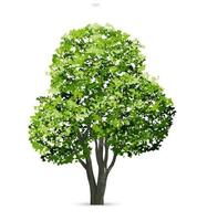 Tree isolated on white background. Use for landscape design, architectural decorative. Park and outdoor object idea. Vector. vector