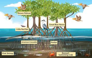 Escena del bosque de manglares y animales con nombre de etiqueta. vector