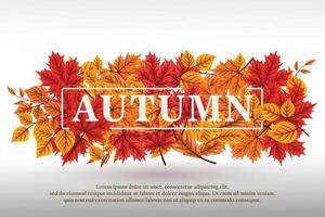 beautiful autumn leaves collection background vector