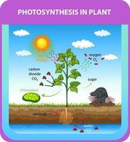 Process of photosynthesis in plant vector