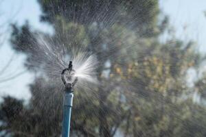 Springer watering plants photo