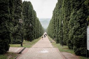 Cypress trees alley photo