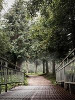 pathway in the misty pine forest photo