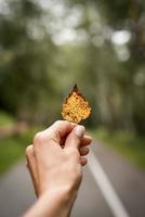 Hand holding yellow leaf on autumn yellow road background photo