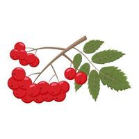 Rowan branch with green leaves and red berries. Vector illustration of a rowan branch with bright red autumn berries.