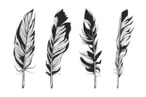 Feathers vector illustrations