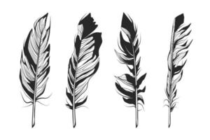 Feathers vector illustrations