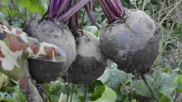 Harvesting beets. Large beetroot crops. Autumn harvest of vegetables. video