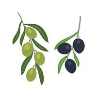 Olives and olives on a branch. Vector flat illustration on white background