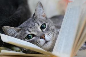 A cat with open eyes lies near an open book between the pages. photo