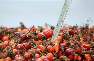 The mercury thermometer is set in red rosehip berries. Concept - traditional medicine photo