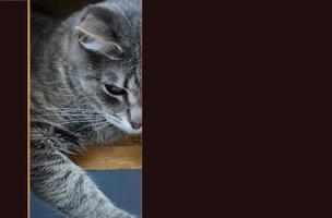 Close-up of a cat's head. Copy space photo