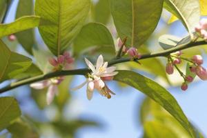 Lemon Tree Blossoms photo