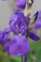 Purple Bearded Iris photo