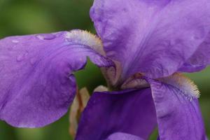 iris barbudo morado foto