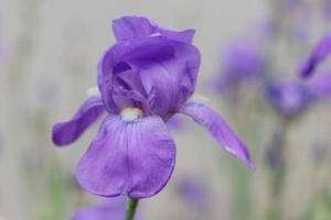 Purple Bearded Iris photo
