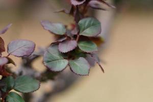 Rose Bush Leaves photo