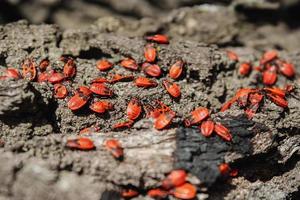 los escarabajos rojos toman el sol en los rayos del sol otoñal. foto