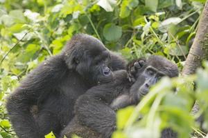 Mountain Gorilla Grooming another Gorilla photo