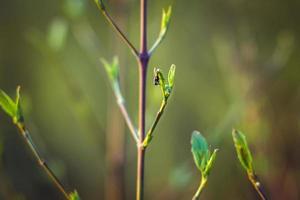 trees are blooming in the spring. branches of a tree with small green leaves. background light green. front view photo