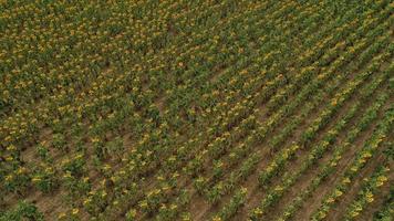 Aerial view of a big sunflower field blooming with a beautiful golden color. photo
