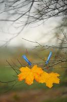 Yellow autumn maple leaf and blue clothespin on tree branch with sky and green field background. Atmospheric image of autumn season. beautiful autumn background. fall time concept. Selective focus.